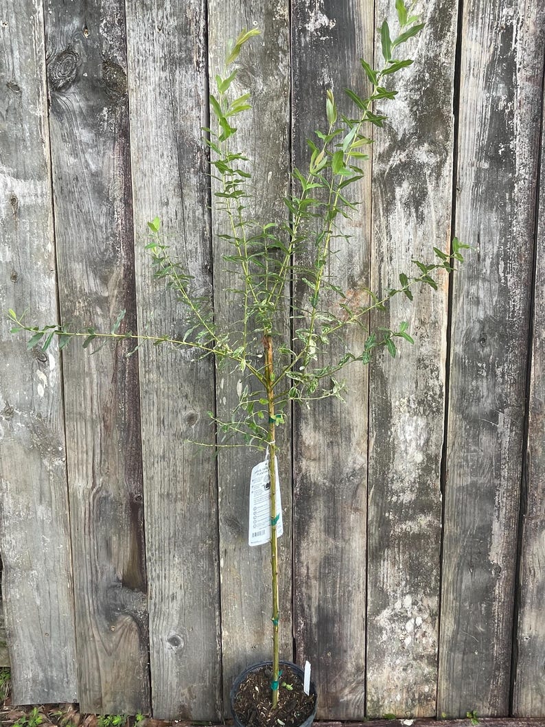 May include: A young willow tree with a slender brown trunk and thin, flexible branches extending outward. The tree features narrow, light green leaves distributed along its stems and a white rectangular plant tag attached to the main stem.