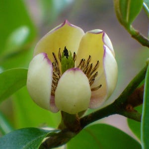 1 Gallon Skinners Banana Magnolia - Rare Magnolia Tree - Hardy Ornamental Shrub