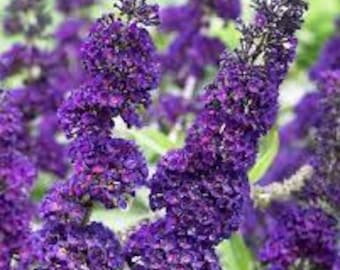 May include: Close-up of vibrant purple butterfly bush flowers. The flowers are densely packed on long, slender stems, showcasing a rich, dark purple hue. The background is blurred, highlighting the detailed texture and color of the blooms.