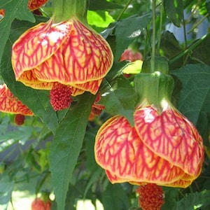 May include: Close-up of vibrant orange and yellow flowers with intricate veining, hanging from green stems. The flowers have a bell-like shape, with a small, red, textured bud beneath each one. Lush green leaves surround the flowers.