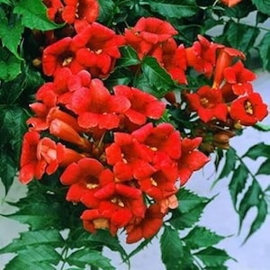 May include: A cluster of vibrant trumpet-shaped flowers in a deep orange-red hue, featuring five-lobed petals and yellow centers. The blossoms are densely packed among lush, serrated green leaves, creating a dense botanical display of color.