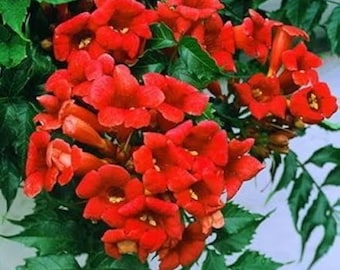 Hot Lips Trumpet Vine Live Plant 4 Inch Pot | Campsis Vine | Red Trumpet Flowers | Hummingbird Vine | Fast Growing Climbing Vine
