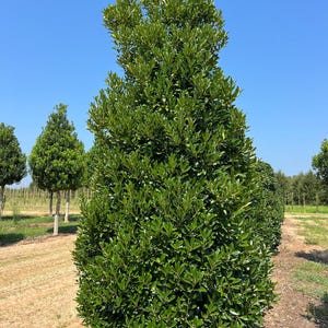 May include: A tall, green tree with dense foliage, standing prominently against a clear blue sky. The tree's leaves are a vibrant green, and it appears to be well-maintained. Other trees are visible in the background, suggesting a nursery or cultivated environment.