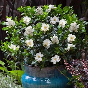 May include: A lush gardenia plant in a blue ceramic pot. The plant is full of glossy green leaves and numerous white, fragrant flowers with yellow centers. The pot has a textured, weathered appearance, adding to the plant's natural aesthetic.
