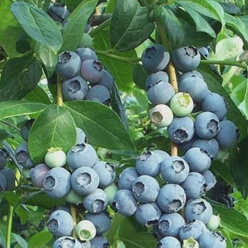 Tiff Blue Blueberry Bush: Rabbit Eye Variety - 1 Gallon Live Plant - Etsy