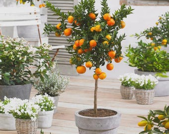 Seto Satsuma Tree 2–3 Ft Tall | Cold Hardy Citrus Tree Grafted | Early Season Mandarin Orange Tree | Sweet Tangy Easy Peel Fruit | Patio Con