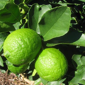 Persian Lime Tree: Seedless, Juicy, Tart - Container Friendly