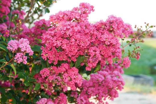 Myrtles Raspberry Raspberry Sundae Crape Myrtle Tree 1 Gallon Raspberry Pink Blooms ...