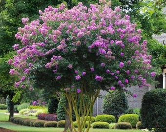 Muskogee Crape Myrtle Tree: Lavender Blooms, Heat & Drought Tolerant (1-Gallon Live Plant)