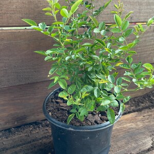 May include: A potted plant with bright green leaves and stems. The plant is in a black plastic pot filled with soil. The background is a wooden fence and wooden planks.