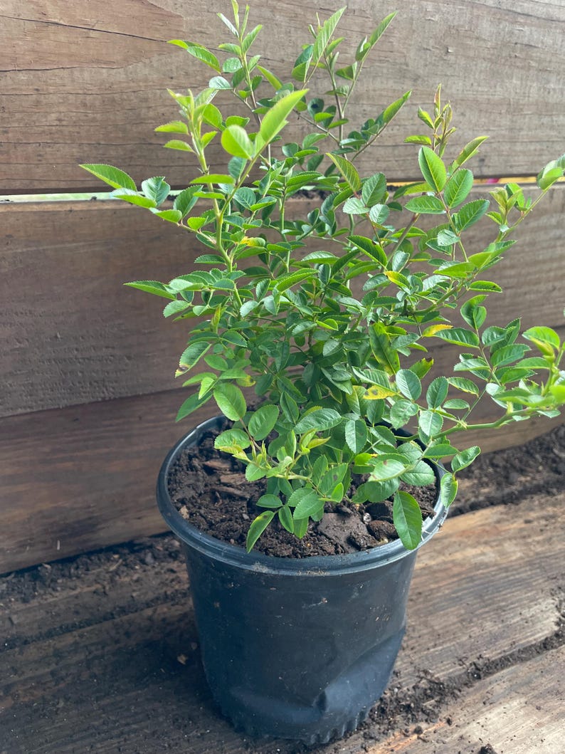May include: A potted plant with bright green leaves and stems. The plant is in a black plastic pot filled with soil. The background is a wooden fence and wooden planks.