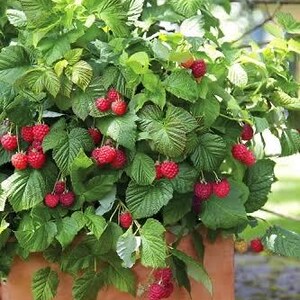 K&ouml;nnte beinhalten: Eine Himbeerpflanze mit gr&uuml;nen Bl&auml;ttern und B&uuml;scheln reifer, roter Himbeeren. Die Pflanze steht in einem Terrakotta-Topf, wobei die Beeren herabh&auml;ngen. Das Bild ist im Freien aufgenommen, mit unscharfem Hintergrund.