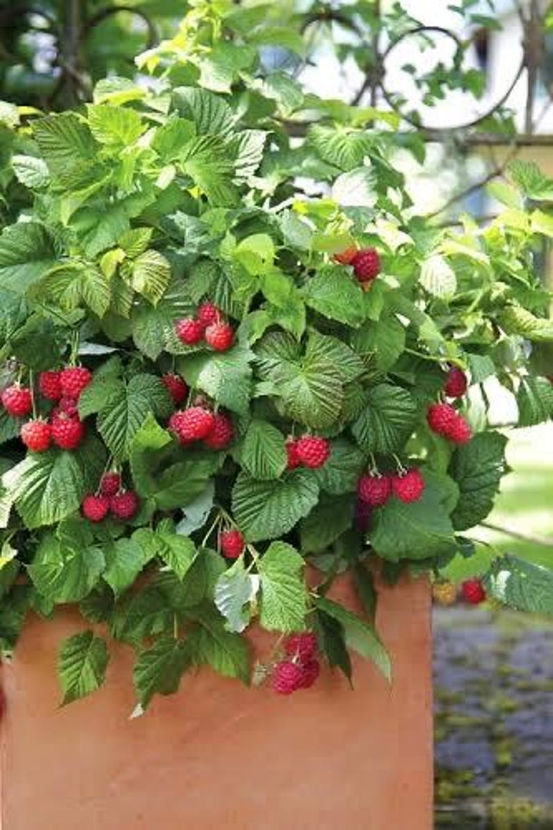 K&ouml;nnte beinhalten: Eine Himbeerpflanze mit gr&uuml;nen Bl&auml;ttern und B&uuml;scheln reifer, roter Himbeeren. Die Pflanze steht in einem Terrakotta-Topf, wobei die Beeren herabh&auml;ngen. Das Bild ist im Freien aufgenommen, mit unscharfem Hintergrund.
