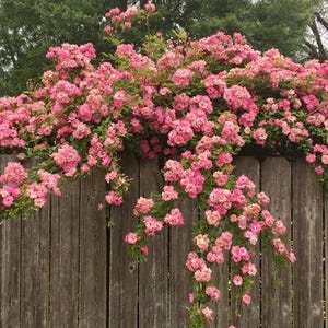May include: A wooden fence is adorned with a profusion of pink climbing roses. The roses spill over the fence, creating a vibrant display. Green foliage provides a backdrop to the blooms.