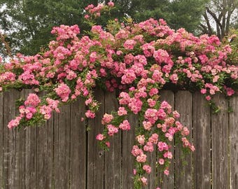 Peggy Martin Climbing Rose: Thornless Pink Blooms, Live Plant