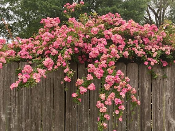Peggy Martin Climbing Rose: Thornless Pink Blooms, Live Plant