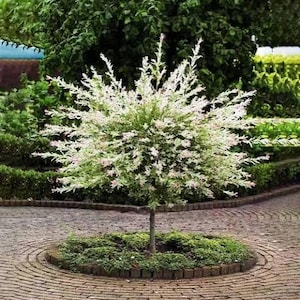May include: A small ornamental tree with variegated foliage featuring a mix of green, white, and soft pink leaves. The tree has a slender trunk and a rounded, bushy canopy, planted in a circular garden bed bordered by small stone pavers.