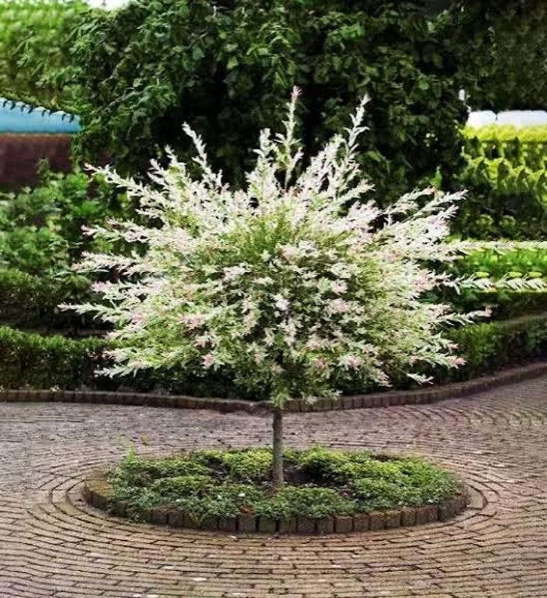 May include: A small ornamental tree with variegated foliage featuring a mix of green, white, and soft pink leaves. The tree has a slender trunk and a rounded, bushy canopy, planted in a circular garden bed bordered by small stone pavers.