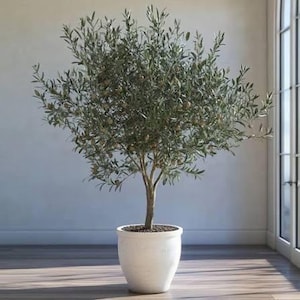 May include: A potted olive tree with a dense canopy of slender, sage-green leaves and small, round, light brown fruit. The tree has a single, textured trunk and is planted in a smooth, matte white, rounded ceramic pot with a wide rim.