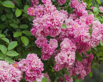 Peggy Martin Rose Bush – Hardy Climbing Rose with  Pink Blooms | Thornless