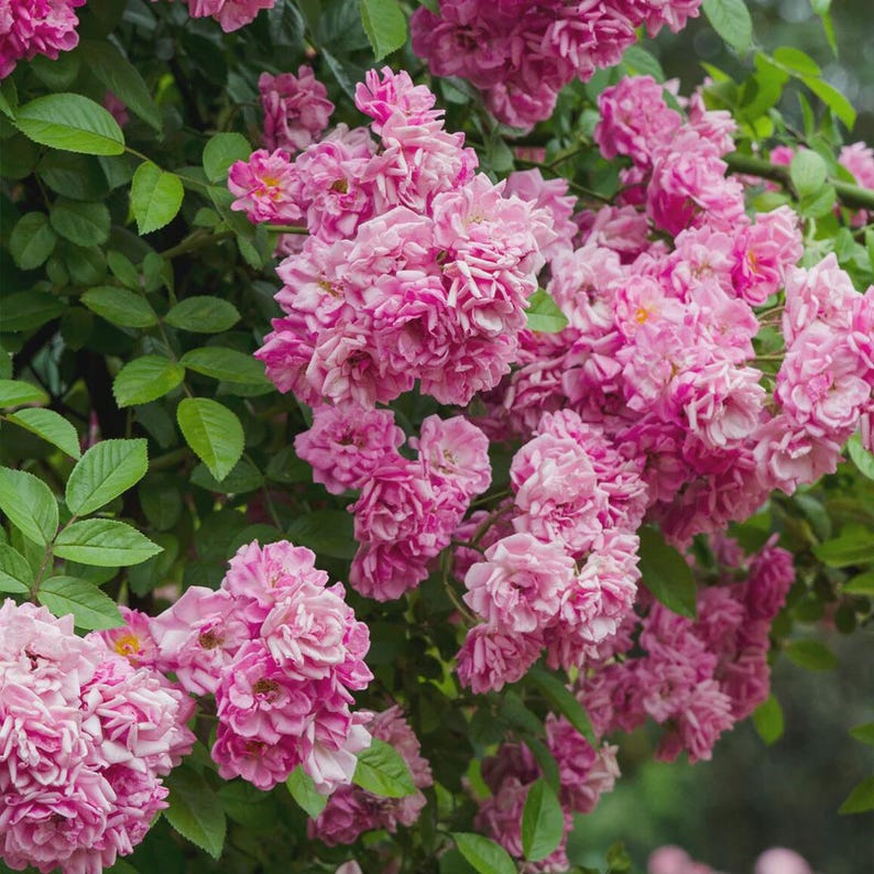 May include: A vibrant image of pink roses in full bloom. The roses, with their multiple layers of petals, are set against a backdrop of lush green leaves. The lighting highlights the flowers' textures and rich colours.