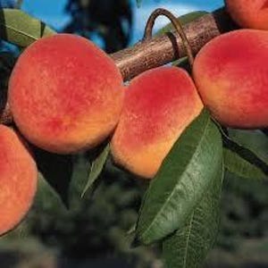 May include: Close-up of ripe peaches on a tree branch. The peaches are a vibrant mix of red and yellow, with a slightly fuzzy texture. Green leaves and a brown branch provide contrast against a blurred background.
