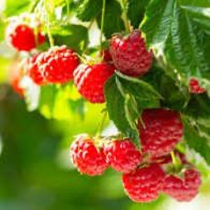 K&ouml;nnte beinhalten: Nahaufnahme von reifen, roten Himbeeren, die an gr&uuml;nen Zweigen h&auml;ngen. Die Fr&uuml;chte sind in verschiedenen Reifestadien, einige voll entwickelt, andere noch im Entstehen. Der Hintergrund ist unscharf, was auf eine nat&uuml;rliche Umgebung hindeutet.