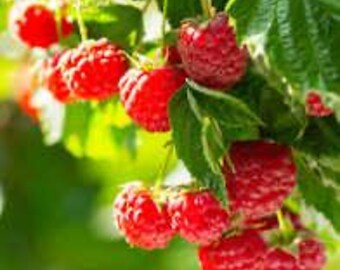 May include: Close-up of ripe red raspberries hanging from green leafy branches. The berries are in various stages of ripeness, with some fully developed and others still forming. The background is blurred, suggesting a natural outdoor setting.