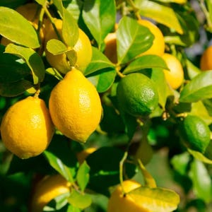 Puede incluir: Primer plano de una rama de limonero con limones amarillos maduros y limas verdes. Los limones tienen una superficie texturizada y est&aacute;n rodeados de hojas verdes. La imagen est&aacute; bien iluminada, resaltando los colores vibrantes de la fruta y el follaje.