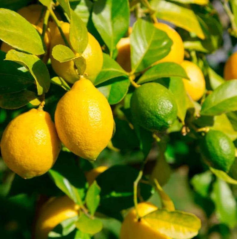 Puede incluir: Primer plano de una rama de limonero con limones amarillos maduros y limas verdes. Los limones tienen una superficie texturizada y est&aacute;n rodeados de hojas verdes. La imagen est&aacute; bien iluminada, resaltando los colores vibrantes de la fruta y el follaje.