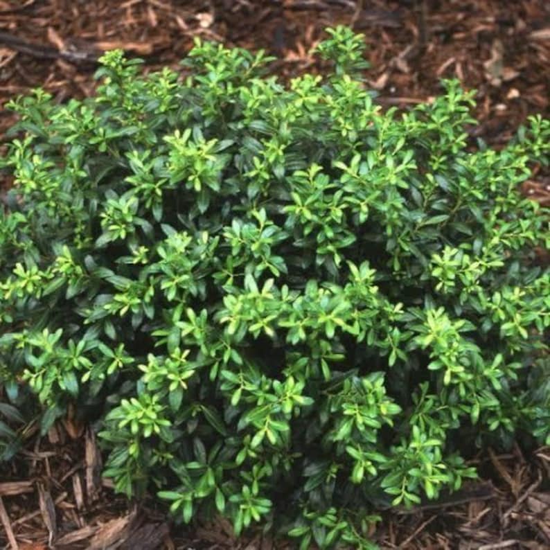 Soft Touch Holly 1 Gallon – Compact Evergreen Shrub – Boxwood ...