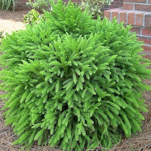 May include: A vibrant green shrub with dense, needle-like foliage. The plant has a rounded shape and is set against a backdrop of brown mulch and a brick wall. The bright green color of the shrub stands out.