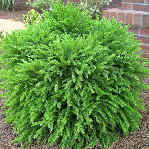 Dwarf Globosa Nana Cryptomeria: Evergreen Conifer Shrub - 1 Gallon