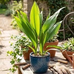 May include: A vibrant green plant with long, pointed leaves potted in a deep blue ceramic container featuring a textured diamond pattern. The plant sits on a wooden surface alongside gardening tools and other potted plants in the background.