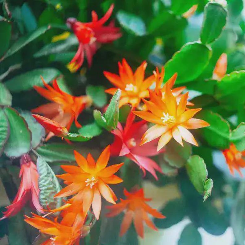 Orange Christmas Cactus