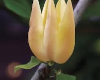 Magnolia Judy Zuk Saucer, árbol vivo de 2 galones / Magnolia fragante rara / Árbol ornamental de floración primaveral / Magnolia x soulangeana