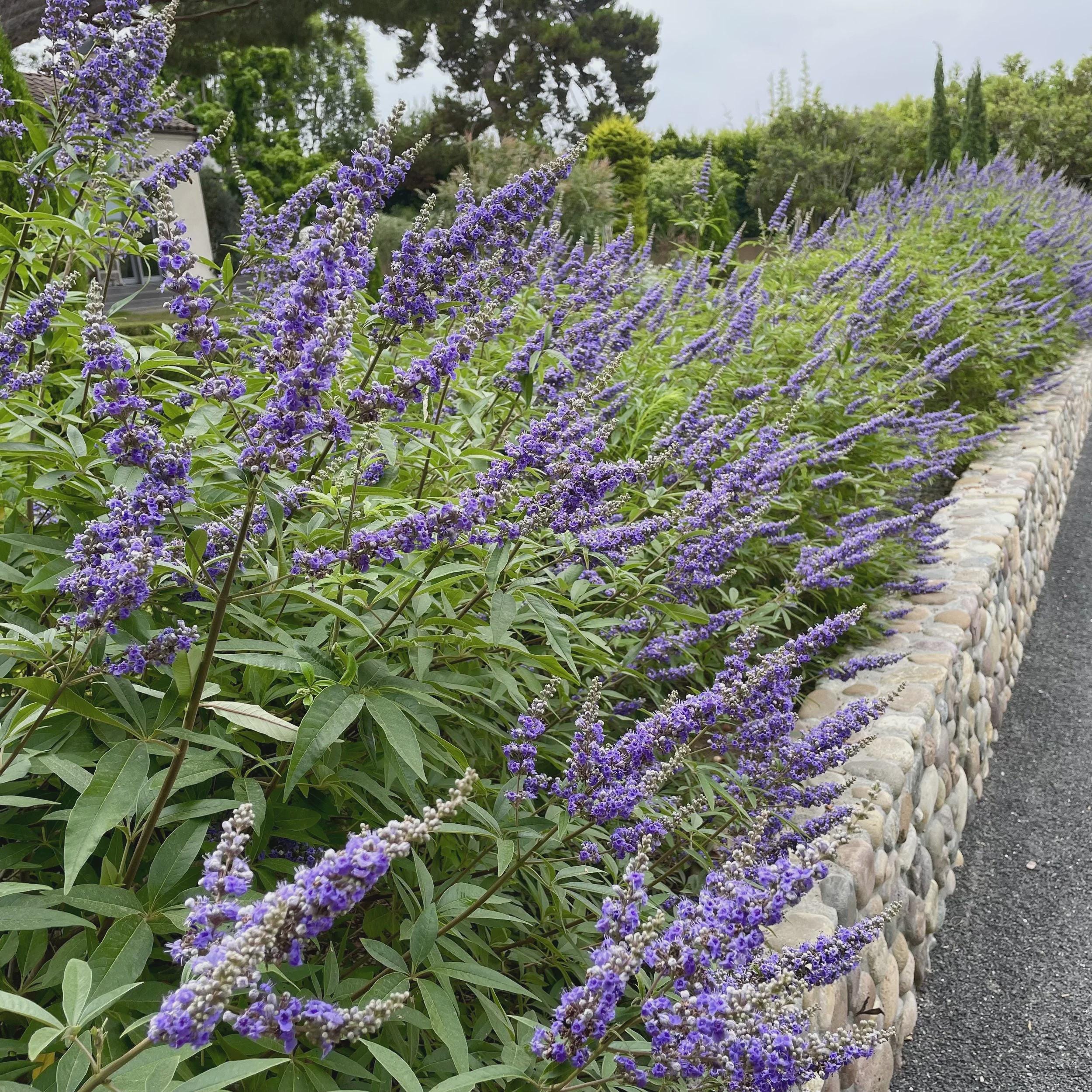 Summertime Blues Vitex: Lavender Blooms, Compact Shrub (1 Gallon) - Etsy
