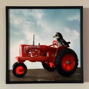 May include: A red Allis-Chalmers tractor with a black steering wheel is being driven by a small white and black bird. The tractor is on a dirt road with a blue sky in the background.