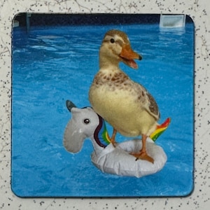 May include: A brown and white duck with a yellow beak is sitting on a white inflatable unicorn pool float with rainbow accents. The duck and float are in a blue swimming pool.