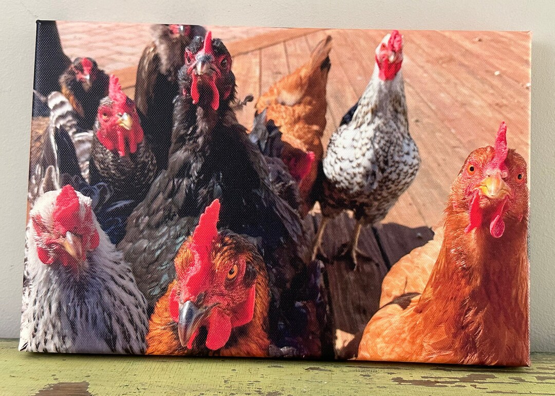 8 X 12 Canvas Chicken Flock Says Hello - Etsy