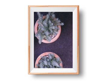 Cactus In Pots Artwork, Botanical Poster, Plant Print, Plant Lovers Gift , Cactus Photo, Botanical Photography, Greenery Wall Art, Succulent