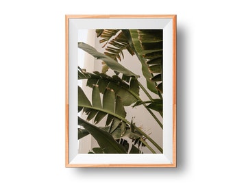 Leaves Photo Print, Fruit Tree Picture, Banana Tree Print, Floral Photo,  Fresh Print, Nature Photo Print, Tropical Print, Refreshing Photo