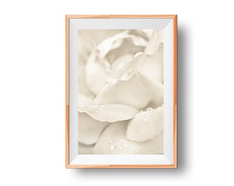 Rose Photography Print, Macro Shot Wall Art, Floral Photo Print, Modern Wall Decor, Cream Rose Picture, Flower Petal Poster, Macro Flower