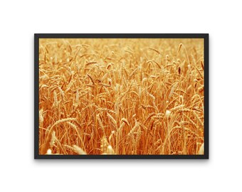 Op de afbeelding: Een ingelijste print met een veld vol gouden tarwe. De tarwestengels zijn dicht op elkaar gepakt, wat een natuurlijke textuur creëert. De afbeelding is ingelijst in een eenvoudige zwarte lijst, die de warme tinten van de tarwe benadrukt.