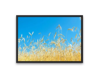 Op de afbeelding: Een ingelijste print met een veld vol gouden tarwearen tegen een helderblauwe lucht. De zwarte lijst omlijst het tafereel.