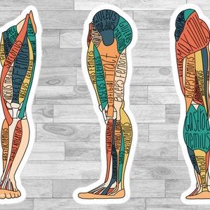 Gelabeld onderzoeksinstrument voor beenspieranatomie