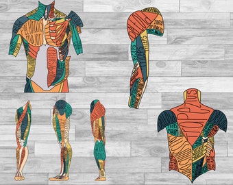 Labeled Muscle Anatomy of the back, legs, arms, and abdomen. DIGITAL PRODUCT