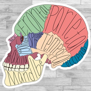 Labeled Skull Bone Anatomy Study Tool