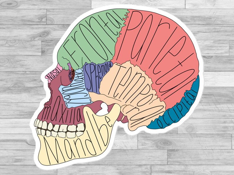 Labeled Skull Bone Anatomy Study Tool Etsy