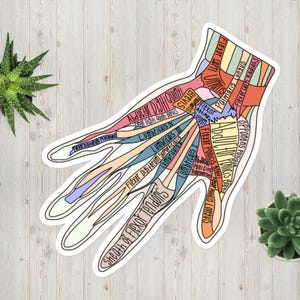 Anatomía de los músculos de la mano